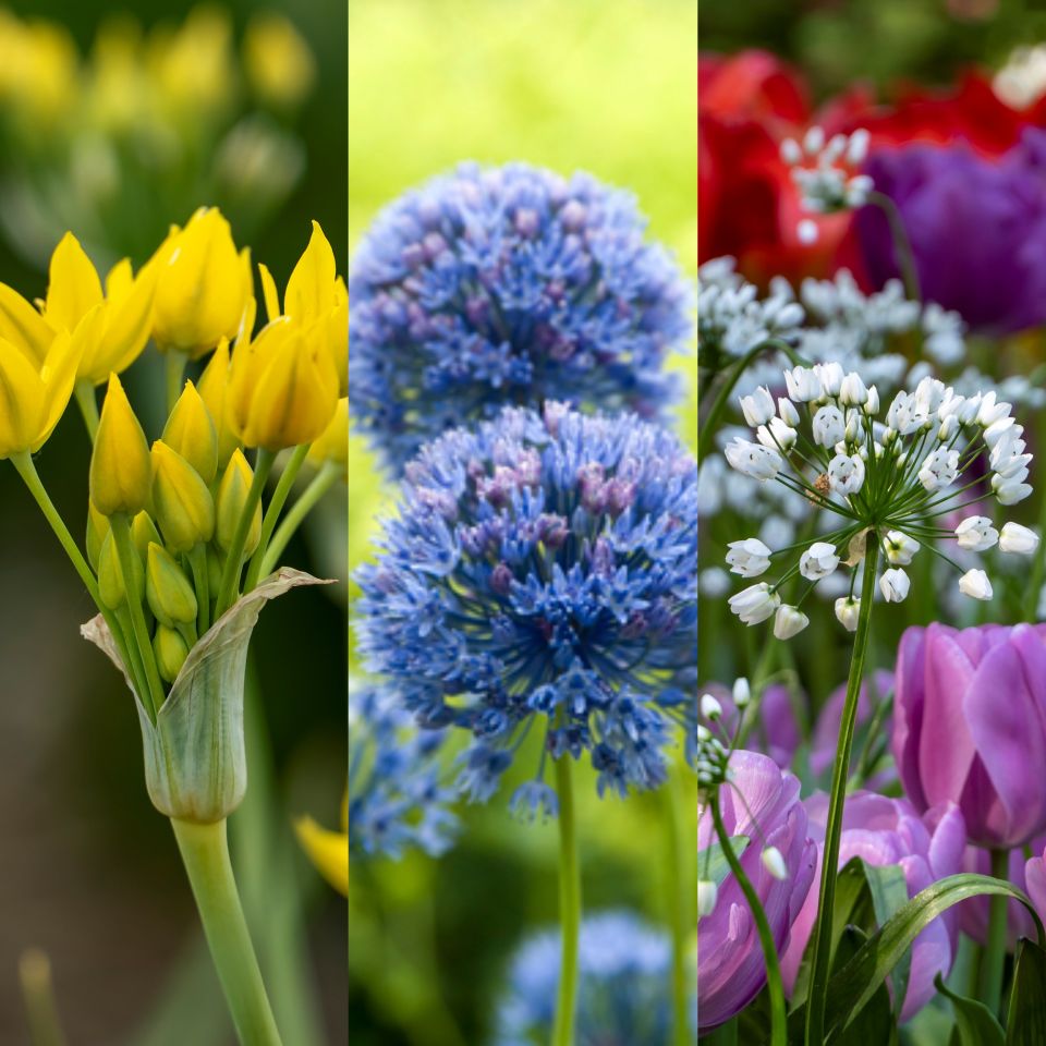 Allium Collection Low Growing (150 bulbs) Preorder Fall 2026